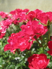 Zbliżenie na róże © Kumulugma