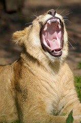 close up of a lion yawing