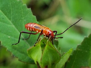 Red and White Striped Bug on Green Leaf