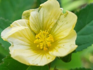 A Close-Up View of a Yellow Flower with a Yellow Center