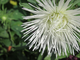 Zbliżenie na kwiat rośliny z gatunku aster © Kumulugma