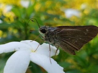 Obraz premium A brown butterfly perched on a white flower with green foliage in the background.