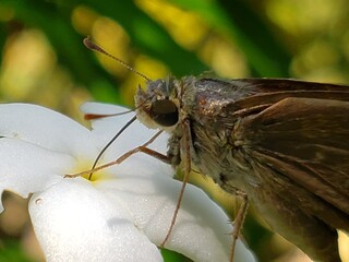 Close-up of a Brown Skipper Butterfly on a White Flower