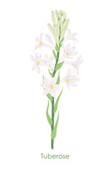 Simple Flowering Tuberose Garden Plant