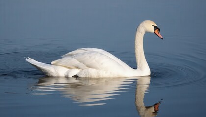 Obraz premium Majestic swan with outstretched wings glides gracefully on a tranquil pond.