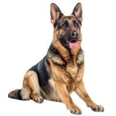 handsome german shepherd full shot face isolated on a white background
