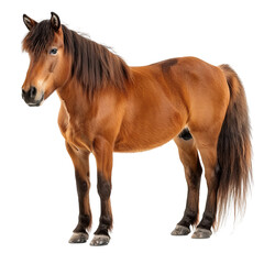 Obraz premium Majestic Brown Horse: A striking brown horse stands in full view, showcasing its powerful build and elegant mane. With a pose of confidence, this equine beauty is a symbol of grace and strength.