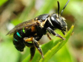 Close-up of a Bee on a Green Leaf