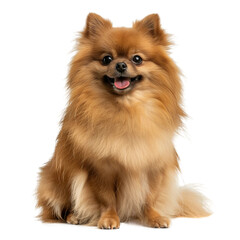 Obraz premium handsome pomeranian full shot face is the front side isolated on a white background