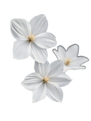 Close up of three white flowers with a black background. The flowers are in a field and are surrounded by grass