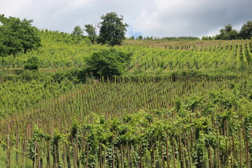 Obraz premium viñedos