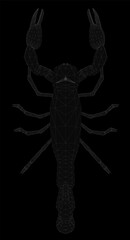 Black and white illustration of a scorpio.