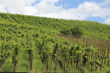 viñedos