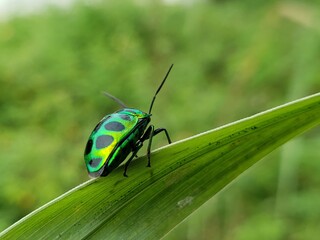 A Green and Black Jewel Beetle Perched on a Blade of Grass