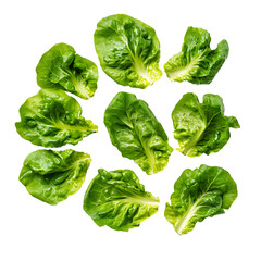 Lettuce leaves