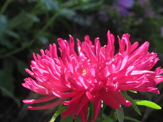 Zbliżenie na kwiat rośliny z gatunku aster © Kumulugma