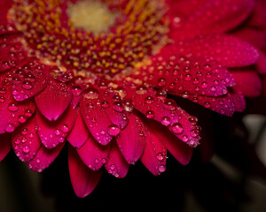 Red flower with water drops