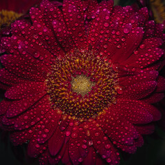 Red flower with water drops