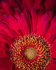 Red flower with water drops
