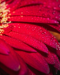 Red flower with water drops