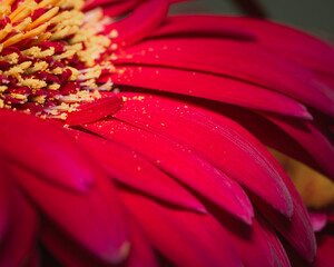 red rose with water drops