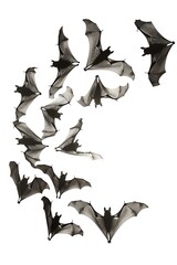 Fototapeta premium bats flying circular pattern isolated white background