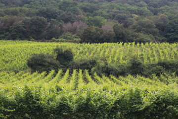 viñedos