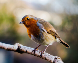 beautiful european robin bird 