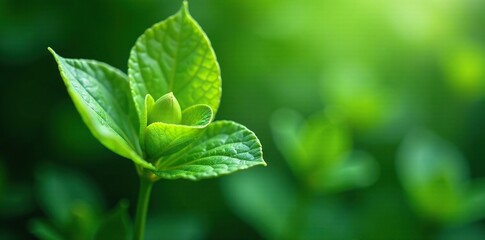 Fototapeta premium lush foliage emerging from a delicate petal-like shape, organic, plant, foliage