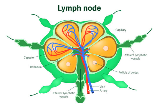 Structure of lymph node vector. Afferent and efferent vessels.