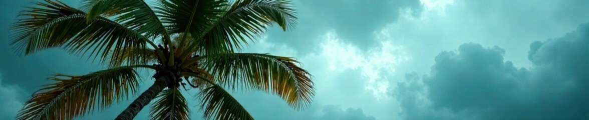 Obraz premium Palm tree leaves rustling in wind, stormy sky, wind, Florida, nature