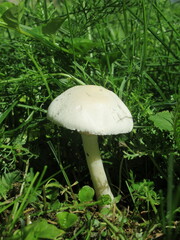 Zbliżenie na leśnego grzyba