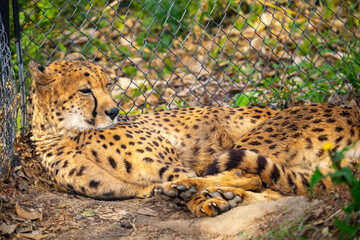 チーターの写真