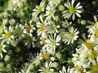 Zbliżenie na Aster płożący © Kumulugma