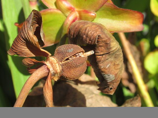 Zbliżenie na strączki rośliny z gatunku sarracenia