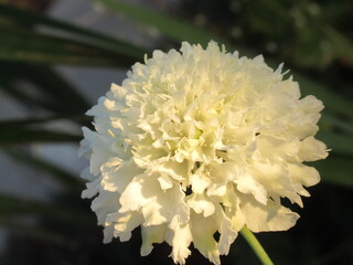 Zbliżenie na kwiat rośliny z gatunku Cephalaria Gigantea © Kumulugma