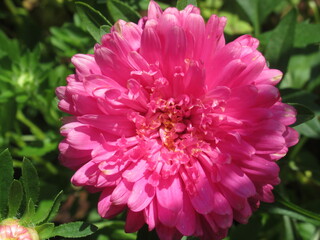 Zbliżenie na kwiat rośliny z gatunku aster © Kumulugma