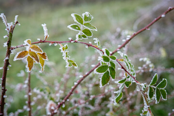 Feuilles givrées