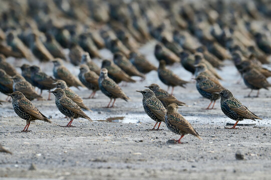 Group of starlings perched on the ground