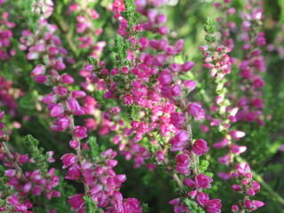 Zbliżenie na kwiat rośliny z gatunku wrzos