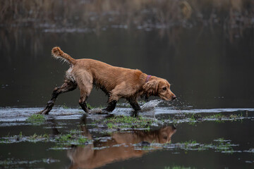 Cocker spaniel with muddy paws