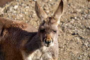 アカカンガルーの写真