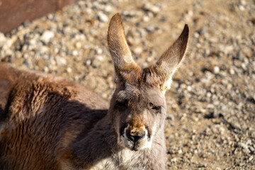 Fototapeta premium アカカンガルーの写真