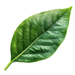 Obraz premium Green leaf isolated on white transparent background