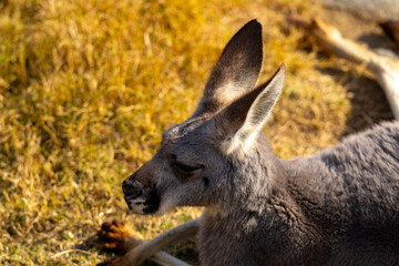 アカカンガルーの写真