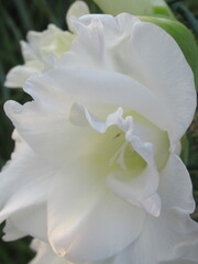 Zbliżenie na kwiat rośliny z gatunku Gladiolus © Kumulugma