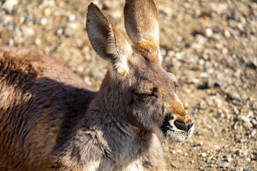 アカカンガルーの写真