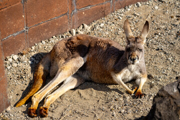 アカカンガルーの写真
