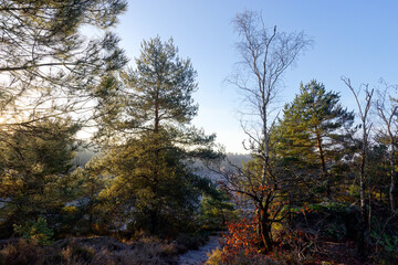 Forest path in Rouget mount. Fontainebleau forest massif