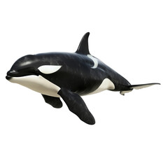 Fototapeta premium a killer whale isolated white background